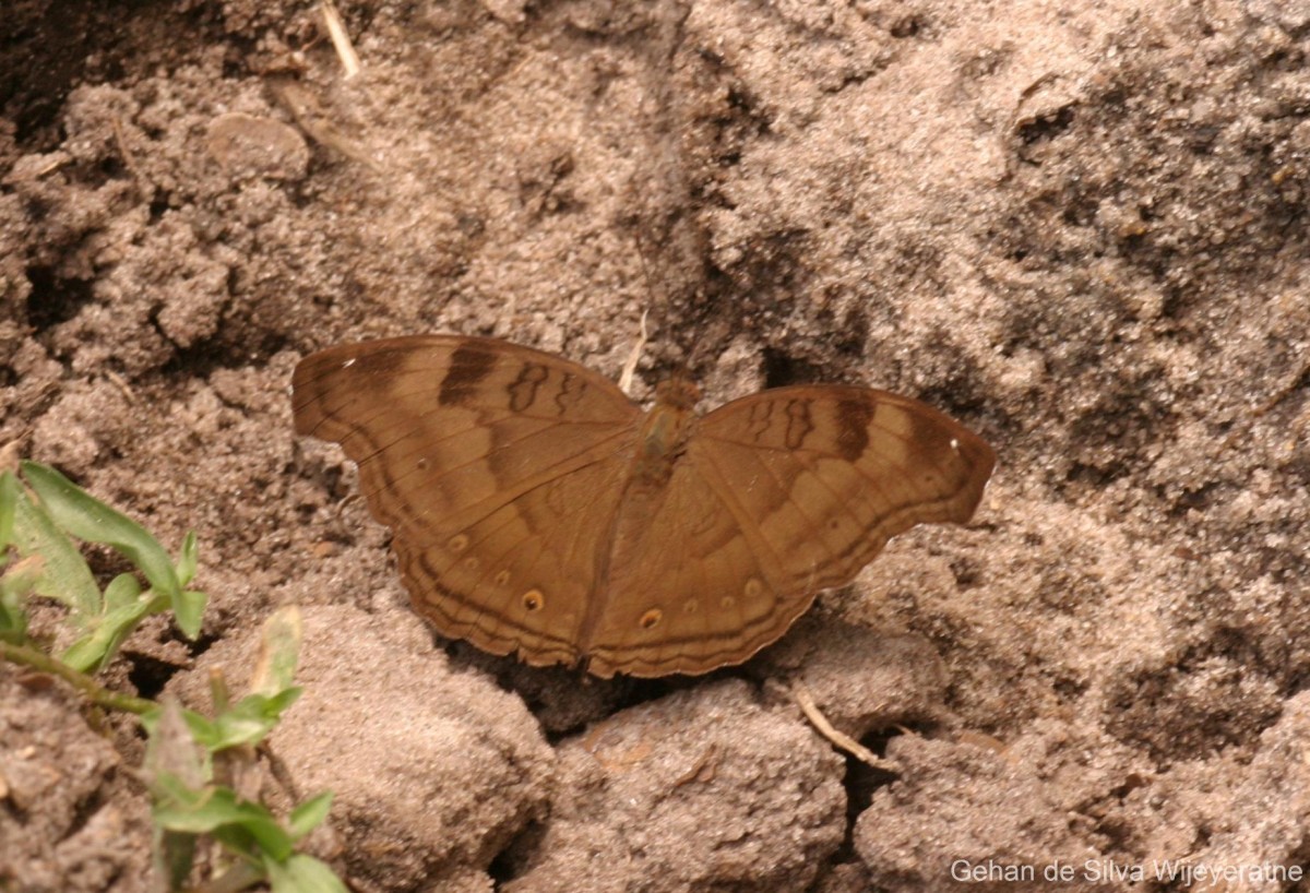 Junonia iphita Cramer, 1779